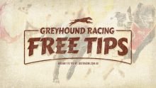 Greyhound Racing Tips