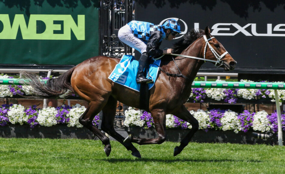 Jockey in blue checkered silks rides a brown horse at full gallop on a green turf racecourse with floral decor nearby?