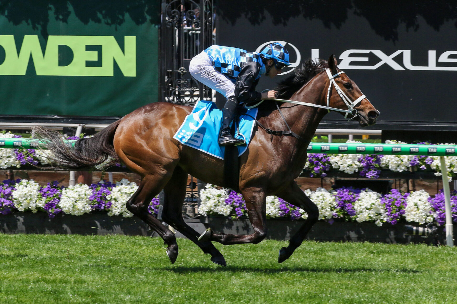 Jockey in blue checkered silks rides a brown horse at full gallop on a green turf racecourse with floral decor nearby?