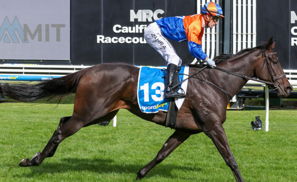 Jockey in blue and orange silks rides a dark brown racehorse with number 13 saddlecloth at Caulfield Racecourse during a race.