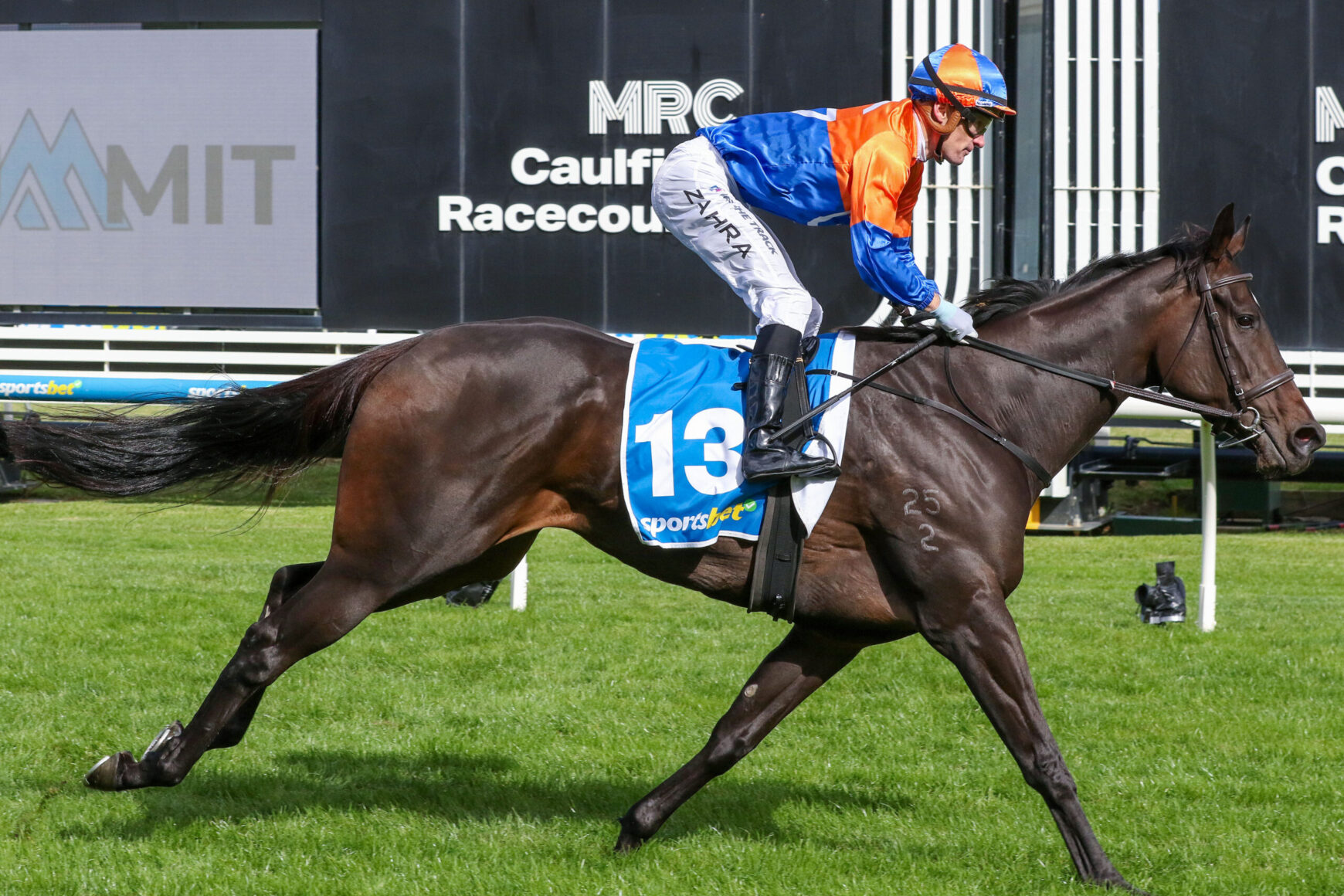 Jockey in blue and orange silks rides a dark brown racehorse with number 13 saddlecloth at Caulfield Racecourse during a race.