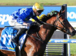 Jockey in blue silks and a yellow helmet rides a brown horse on a racetrack, number 12 visible on the horse's blanket.