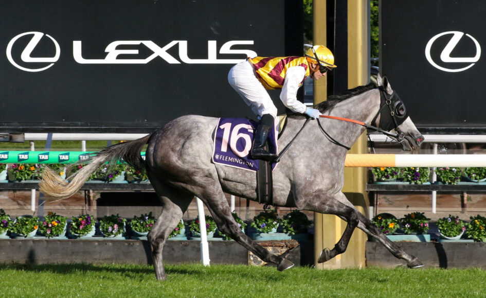 Grey racehorse and jockey jumping a hurdle during a Flemington race, number 16 on the saddlecloth, Lexus signs in the background