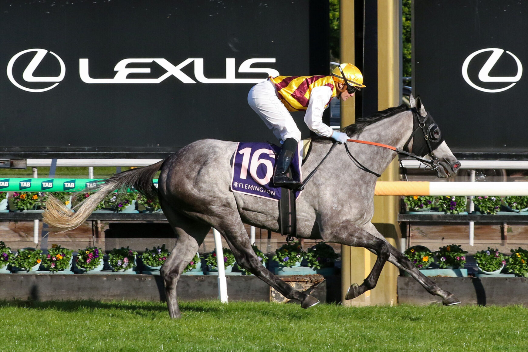 Grey racehorse and jockey jumping a hurdle during a Flemington race, number 16 on the saddlecloth, Lexus signs in the background