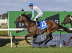 Jockey in blue helmet and white-and-blue silks rides a brown racehorse wearing a blue number 13 saddle cloth mid-gallop on a grassy race track with advertising boards in the background.