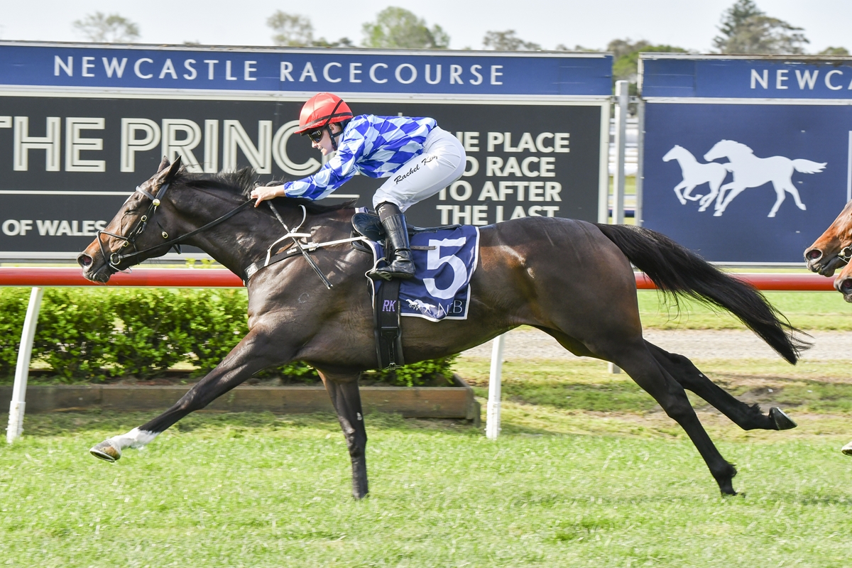 Jockey in blue-and-white silks and a red helmet riding a dark bay horse with a blue number-5 saddlecloth, racing at Newcastle Racecourse with advertising boards in the background.