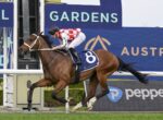 Jockey in red-and-white silks rides a brown racehorse with number 8 on a blue saddle cloth during a track race at Gardens racecourse.