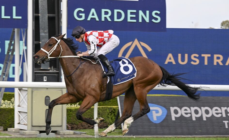 Jockey in red-and-white silks rides a brown racehorse with number 8 on a blue saddle cloth during a track race at Gardens racecourse.