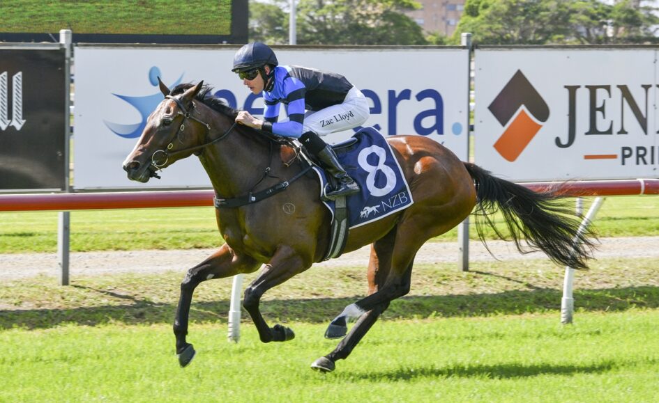 Jockey in blue and black silks rides a bay racehorse with number 8 on a sunny turf track, advertising boards in the background.