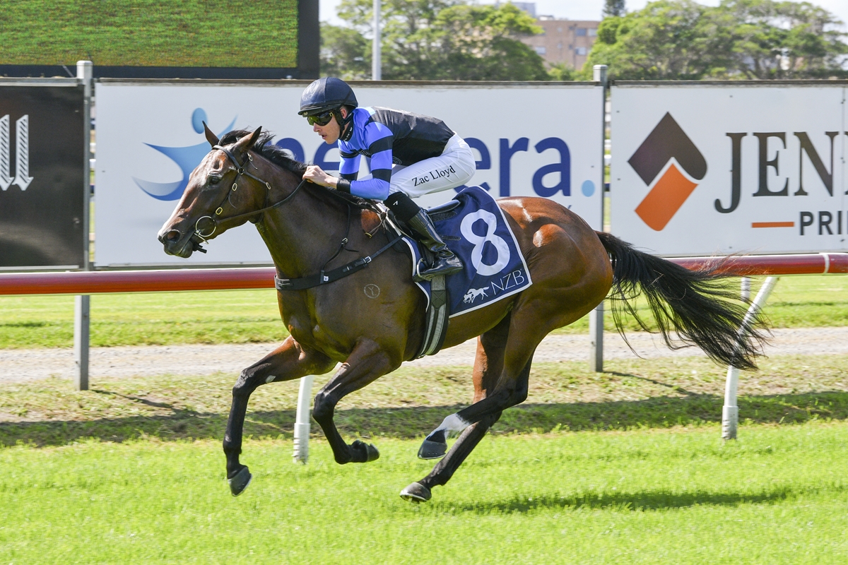 Jockey in blue and black silks rides a bay racehorse with number 8 on a sunny turf track, advertising boards in the background.