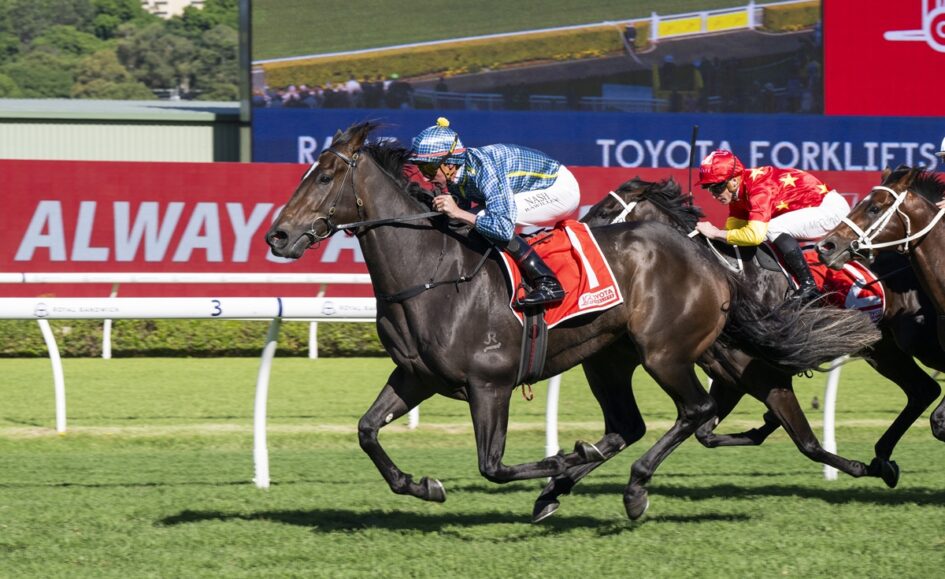 Black racehorse leads a pack of jockeys in blue and red silks during a sunny turf race on a green track, with advertising boards in the background.