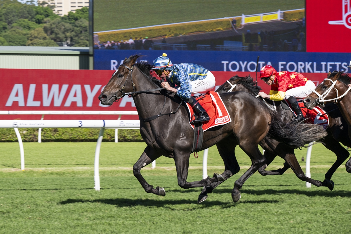 Black racehorse leads a pack of jockeys in blue and red silks during a sunny turf race on a green track, with advertising boards in the background.