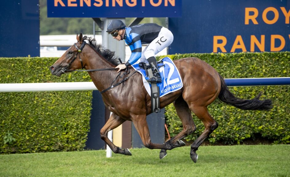 Jockey in blue and black silks rides a galloping brown horse past a Kensington race signs backdrop at a track.