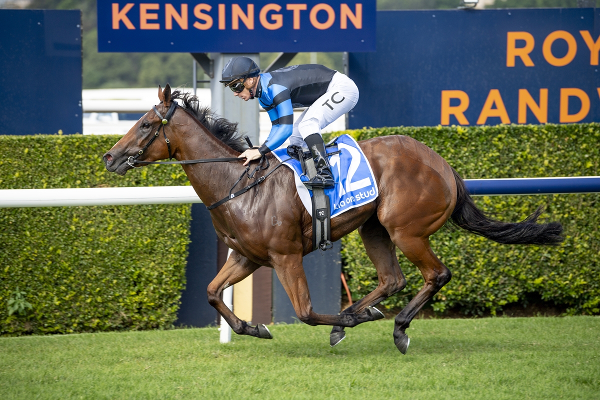Jockey in blue and black silks rides a galloping brown horse past a Kensington race signs backdrop at a track.