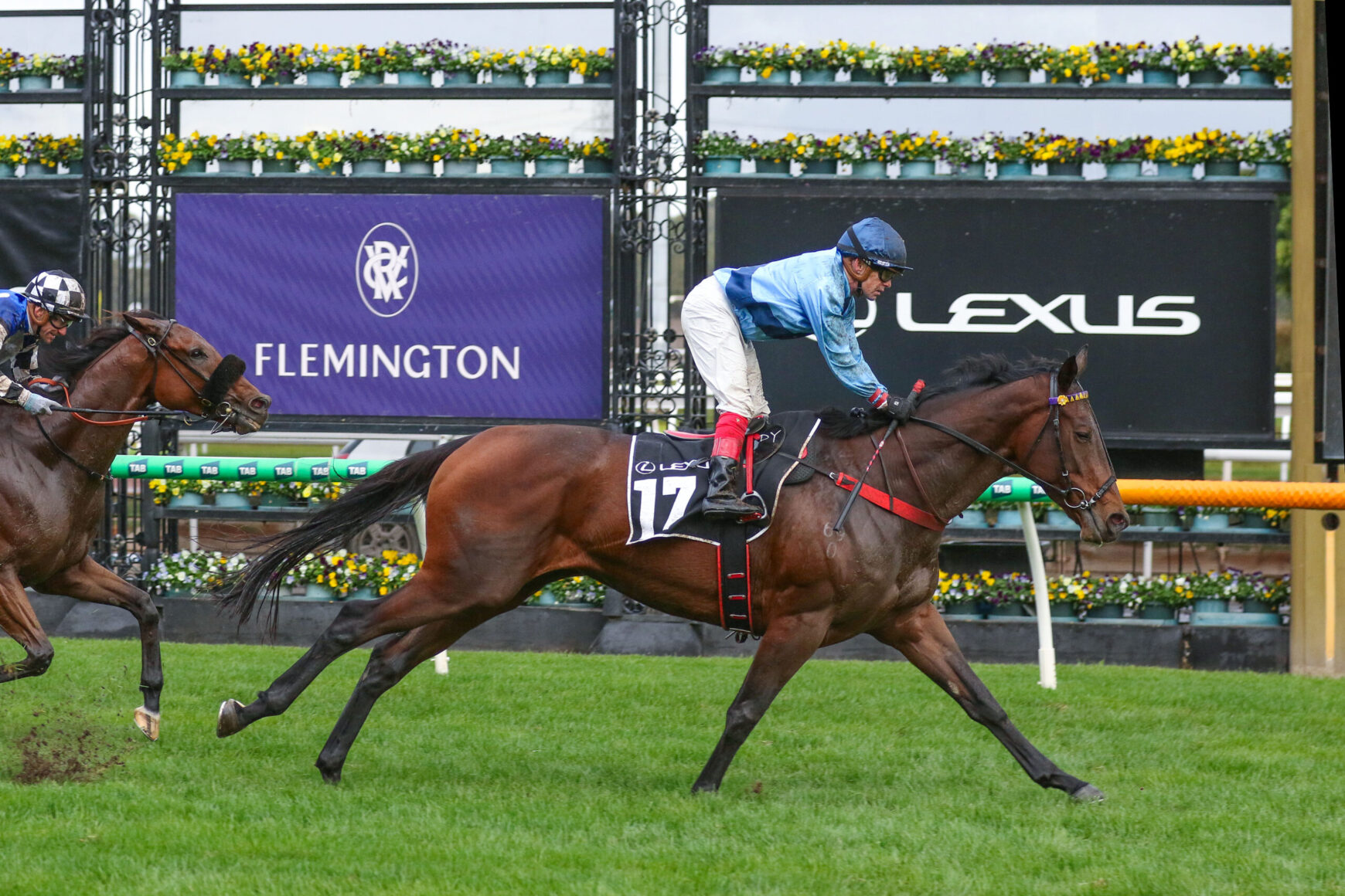 Jockey in blue silks on a bay horse №17 racing on green turf at Flemington, with a competitor close behind and sponsor signs in the background.