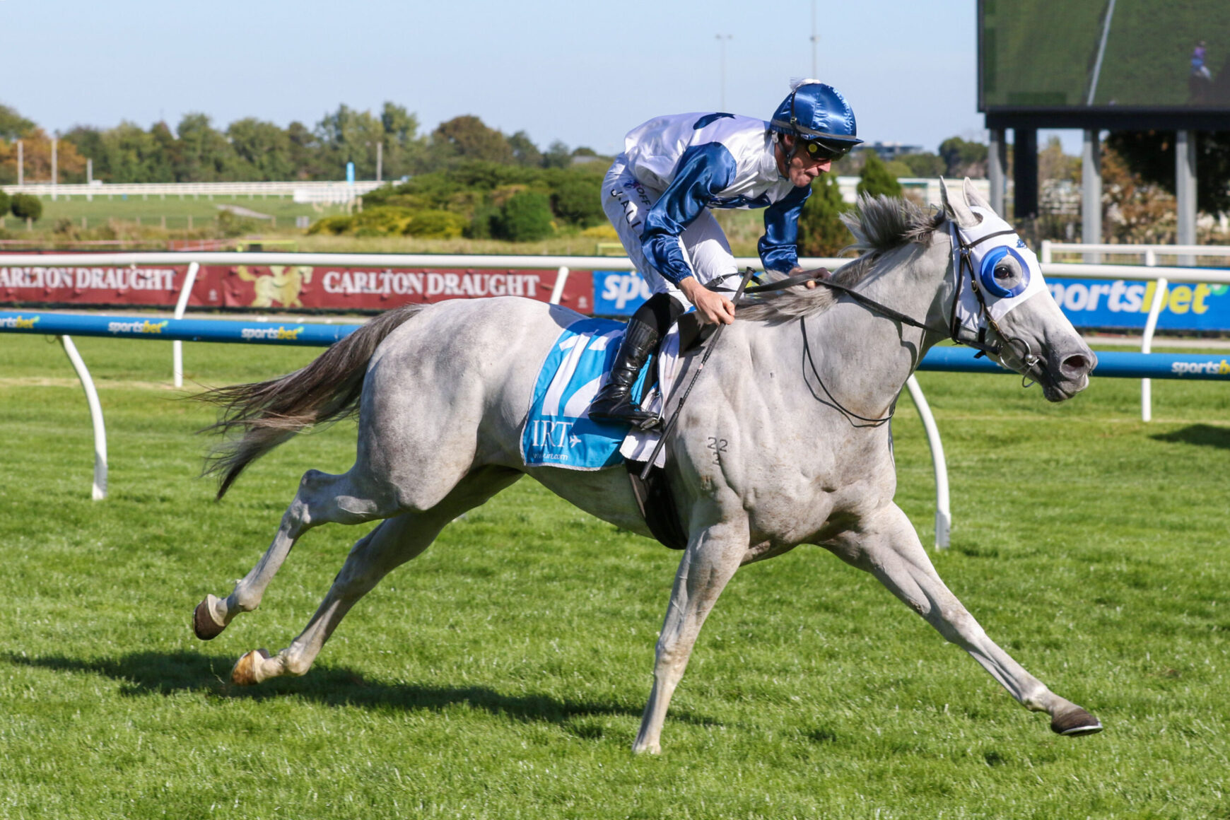 Grey racehorse with blue and white jockey silks sprinting on a sunny turf track, rider leaning forward in a blue helmet and goggles, blue saddle cloth marked 11ous
