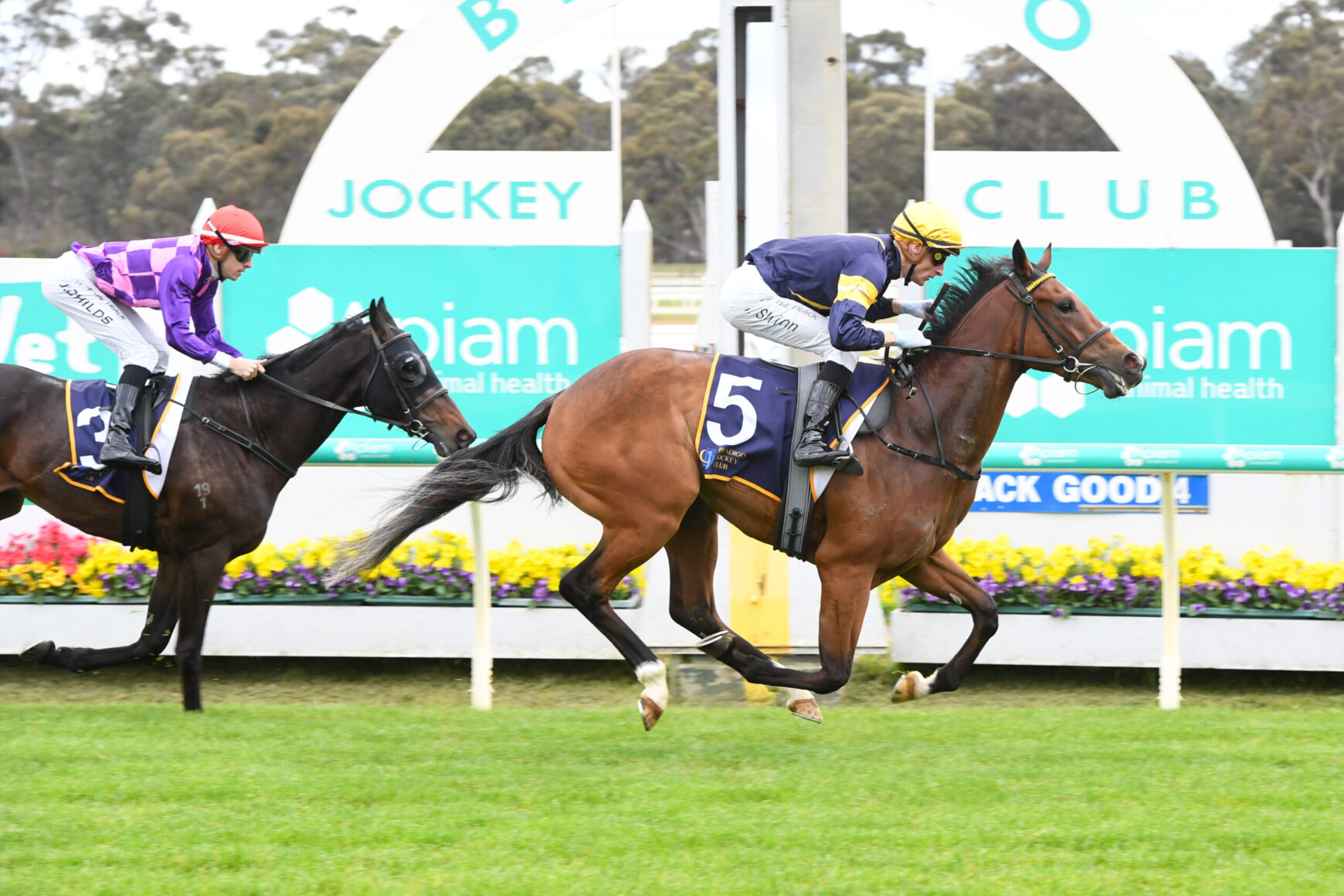 Two jockeys on racehorses sprint toward the finish line on a grassy track; horse #5 in blue and yellow leads, rival in purple and pink close behind.