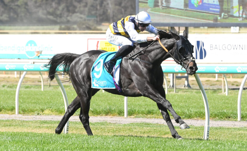Jockey riding a dark horse with turquoise saddlecloth number 9 during a race on a grassy track.