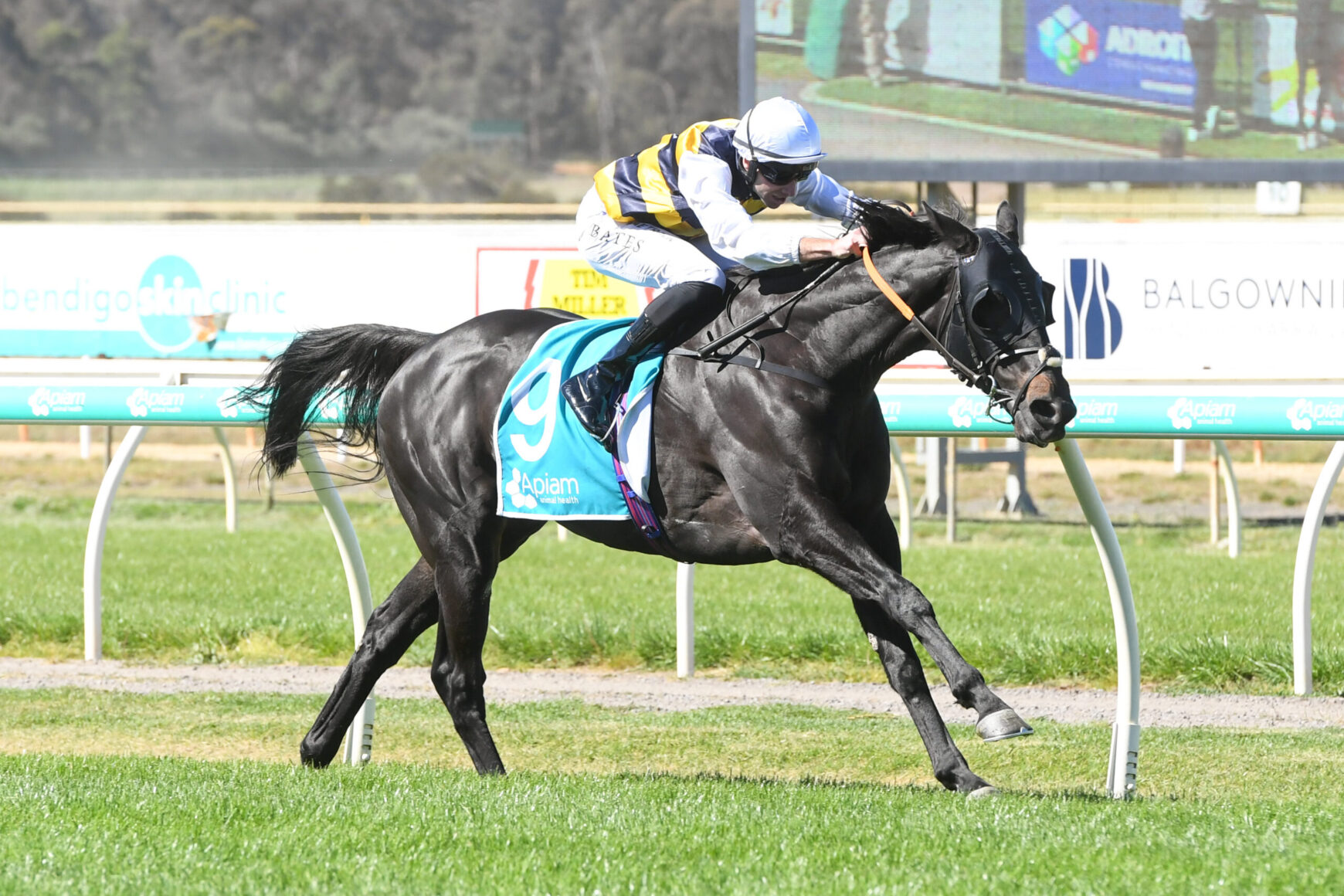 Jockey riding a dark horse with turquoise saddlecloth number 9 during a race on a grassy track.