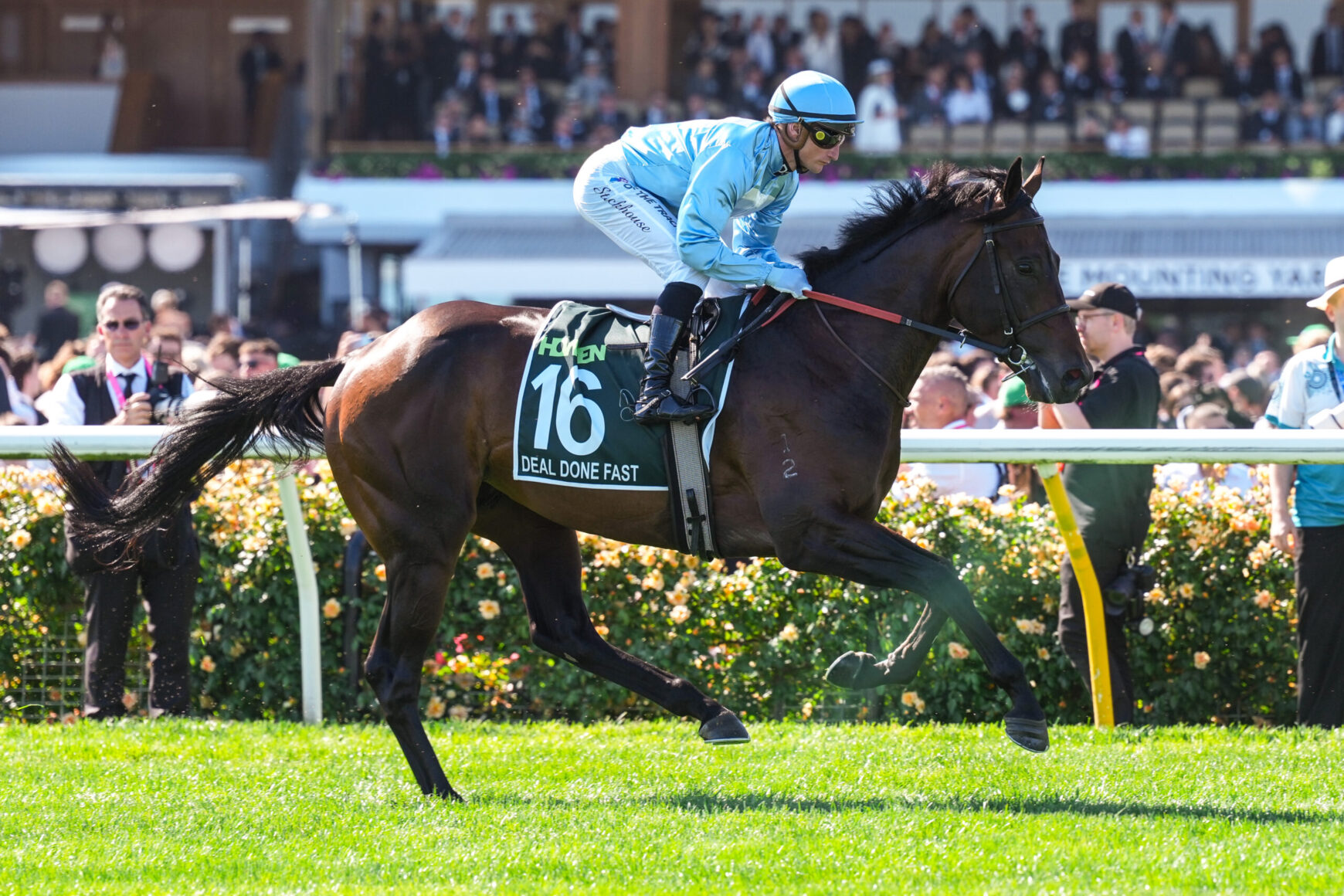 Jockey in blue silks rides a dark horse wearing number 16 in a horse race, with a cheering crowd in the background.
