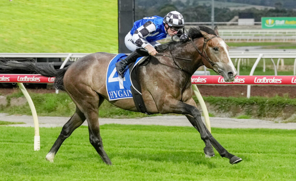 Jockey in blue and white silks riding a brown horse with a blue saddlecloth number 4 (HYGAIN) on a turf racecourse rail.