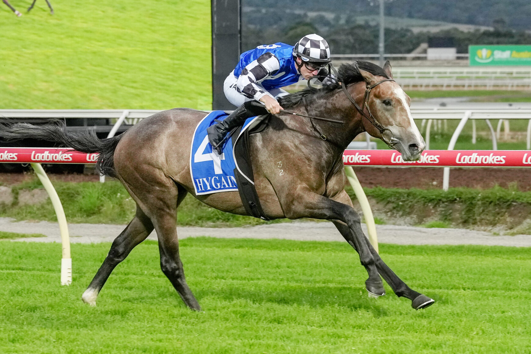Jockey in blue and white silks riding a brown horse with a blue saddlecloth number 4 (HYGAIN) on a turf racecourse rail.