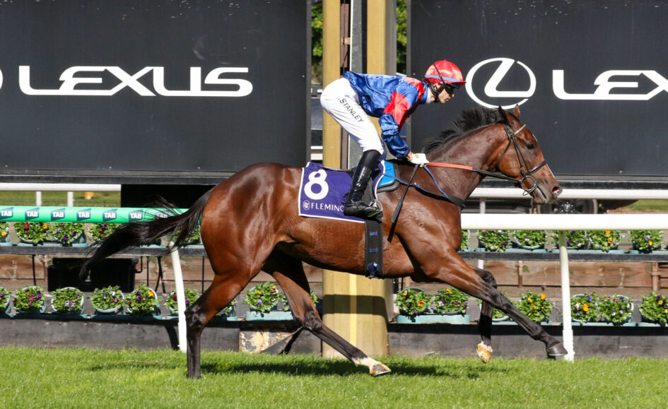 Jockey in blue and red rides a brown horse wearing number 8 saddlecloth racing on a sunny track, Lexus ads in the background.