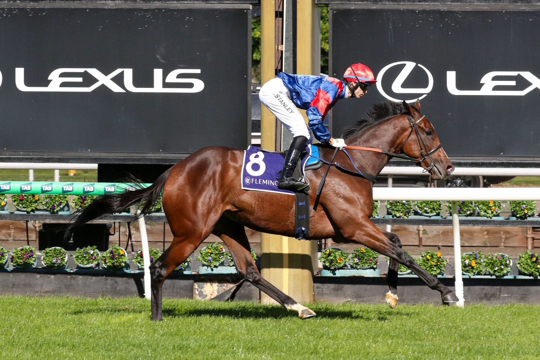 Jockey in blue and red rides a brown horse wearing number 8 saddlecloth racing on a sunny track, Lexus ads in the background.