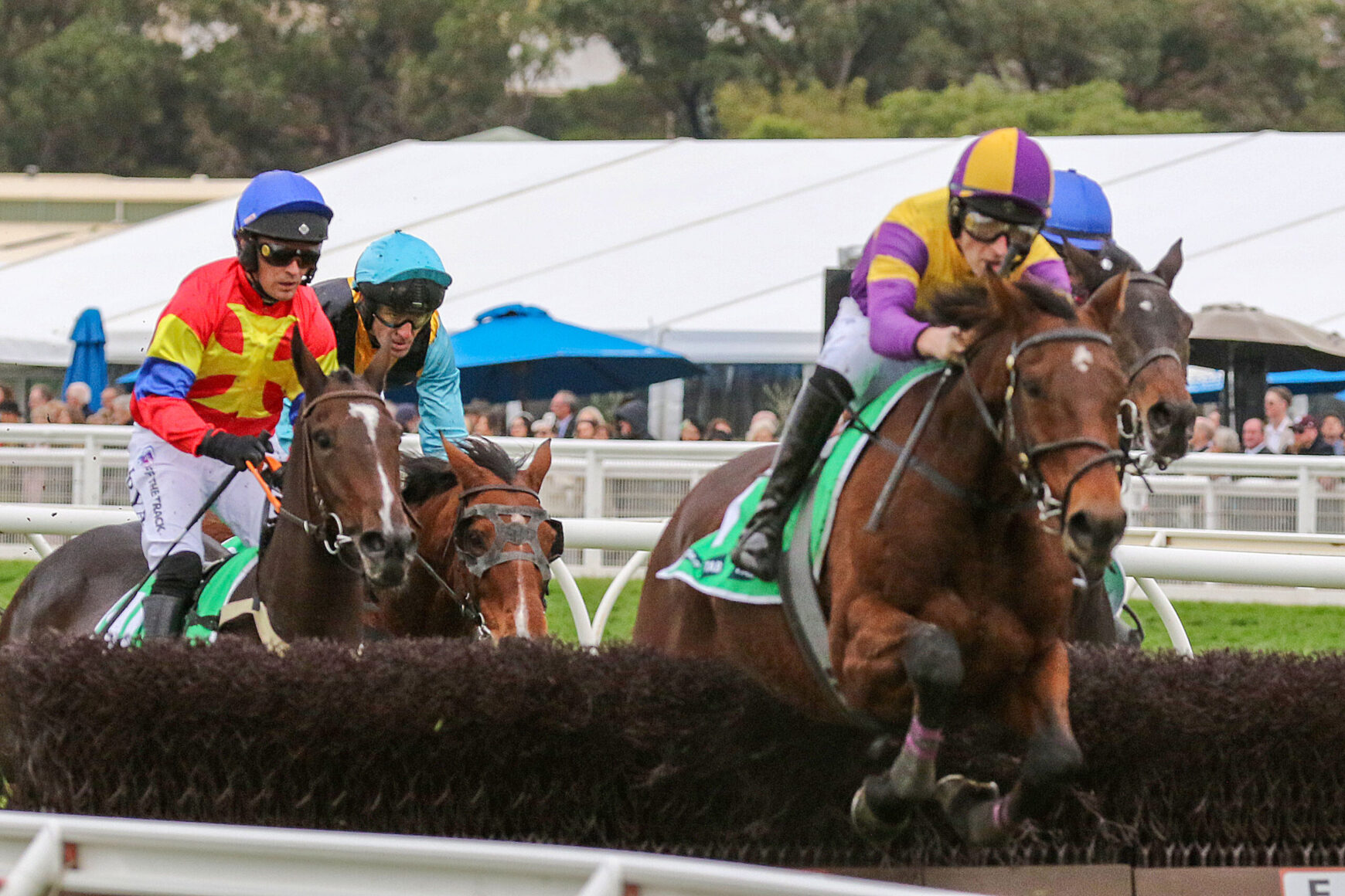 Jockeys in colorful silks ride racehorses over a hedge hurdle at a crowded racecourse, spectators in the background.