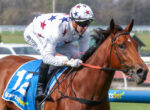 Jockey in star-patterned white silks rides a brown horse mid-race, blue saddlecloth and barrier in the background.
