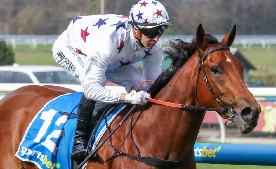 Jockey in star-patterned white silks rides a brown horse mid-race, blue saddlecloth and barrier in the background.