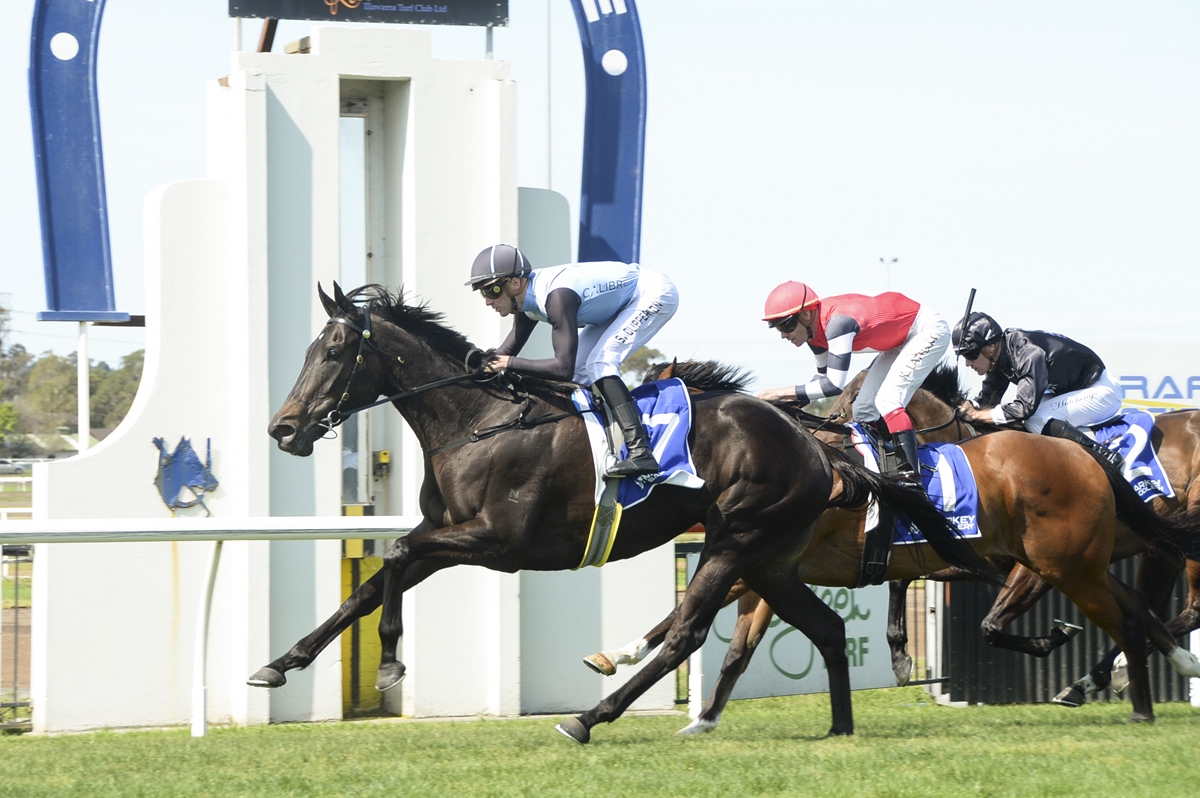 Dark bay racehorse in front with a jockey in light-blue silks and a black helmet, racing on a sunny track with rivals close behind.