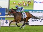 Jockey in blue checkered helmet rides a brown horse jumping a hurdle at a racecourse, with 'ROSEHILL GARDENS' visible on the hurdle rail and a large screen behind showing 'PreciseAir'.