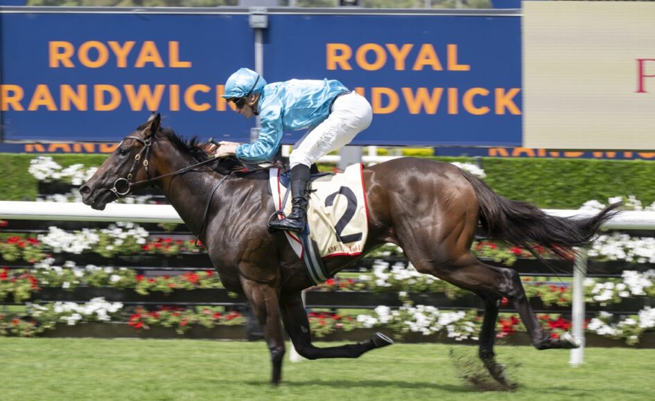 Jockey in light blue silks rides a dark brown horse with number 2 on a racecourse, mid-stride at a sprint.