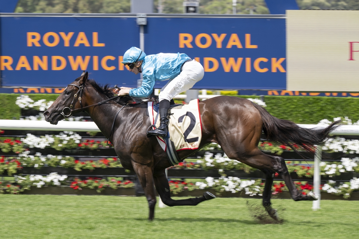 Jockey in light blue silks rides a dark brown horse with number 2 on a racecourse, mid-stride at a sprint.