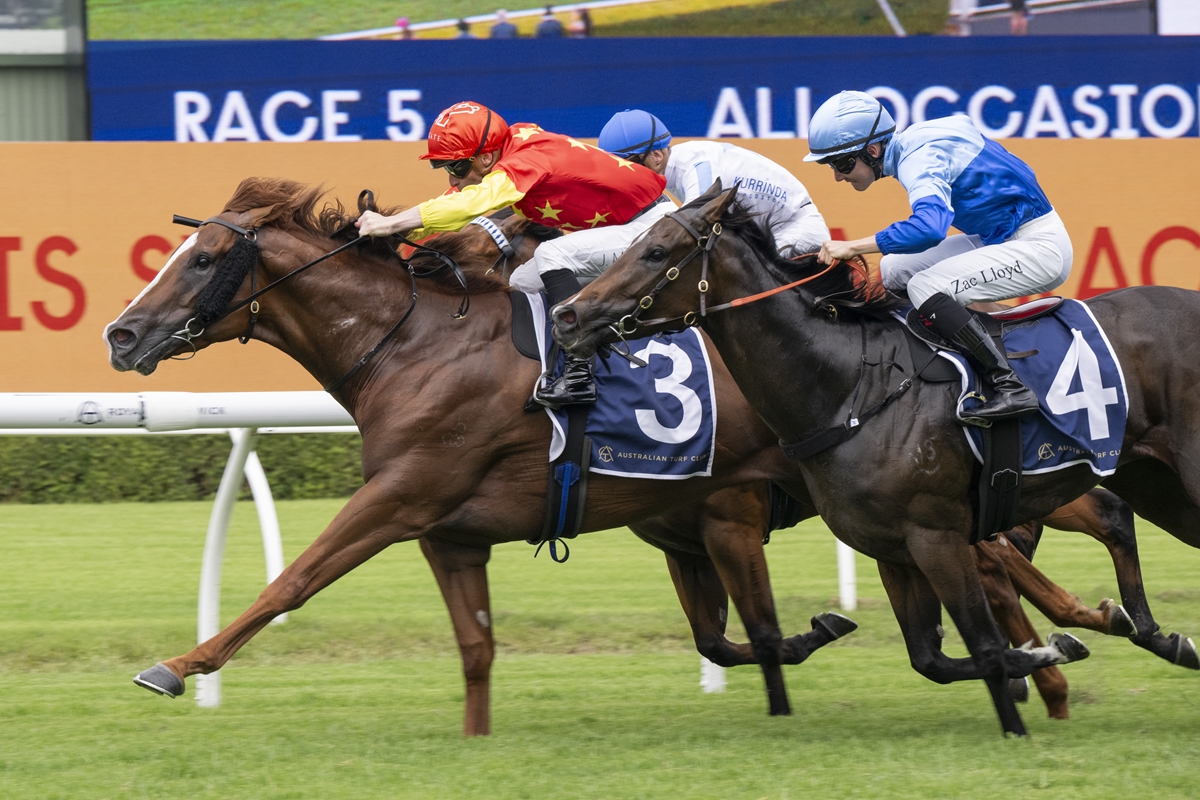 Three racehorses and jockeys sprinting toward the finish line on a grassy track, led by horse #3 with a red-and-yellow silks rider, closely followed by #4 in blue and white, with a cheering arena backdrop.
