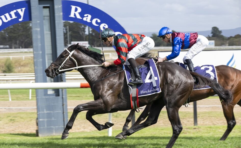 Two jockeys race a dark horse at Hawkesbury, horse wearing number 4 saddle cloth; blue arch in background.