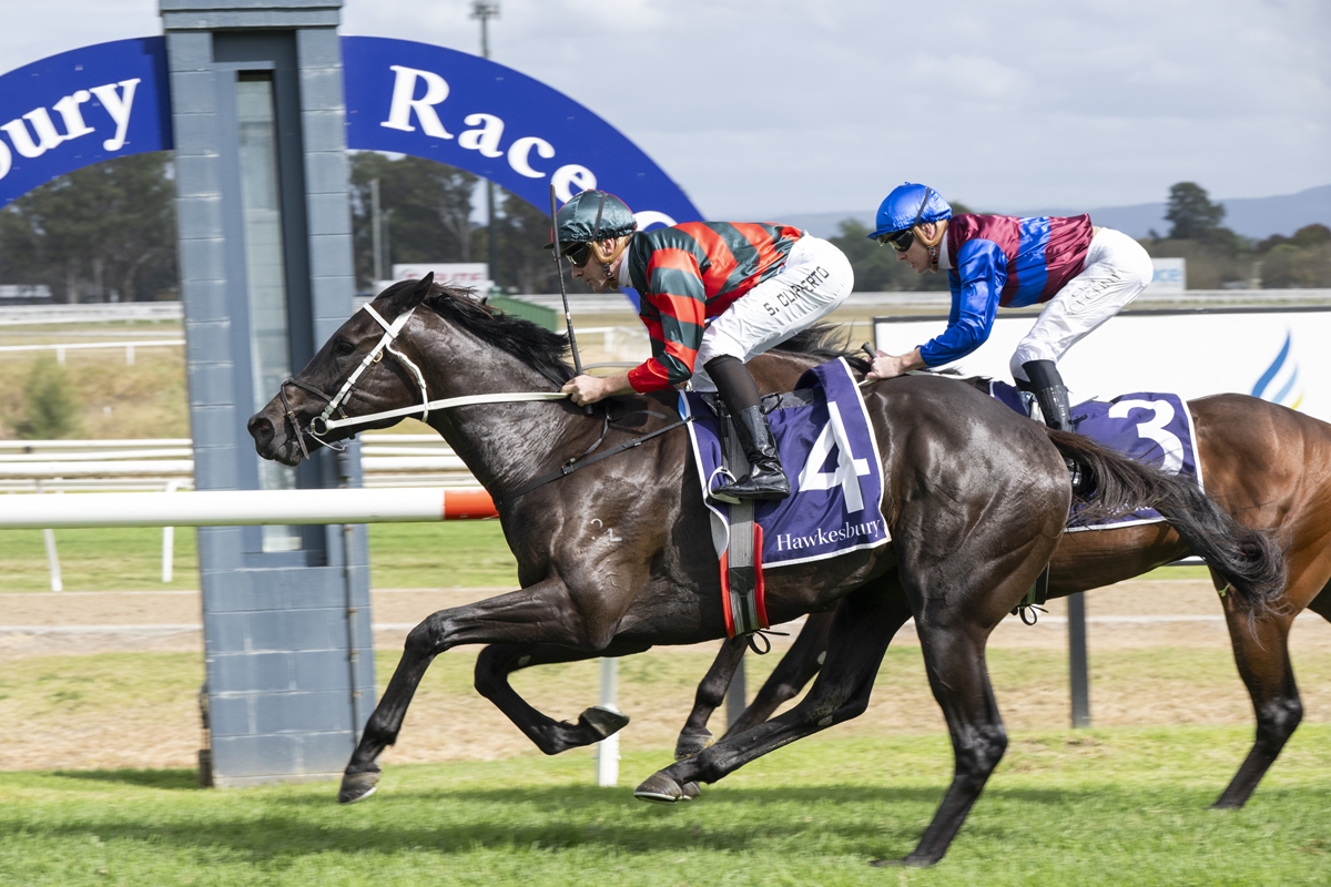 Two jockeys race a dark horse at Hawkesbury, horse wearing number 4 saddle cloth; blue arch in background.