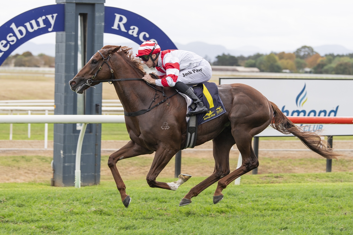 Brown thoroughbred gallops on a grassy racetrack with a jockey in red-and-white silks leaning forward in a race.