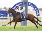 Jockey in white and black silks rides a brown horse with a purple saddle cloth labeled 7 at Hawkesbury Race Club, mid-gallop on a grass track.