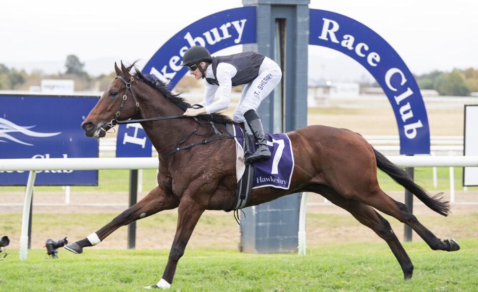 Jockey in white and black silks rides a brown horse with a purple saddle cloth labeled 7 at Hawkesbury Race Club, mid-gallop on a grass track.