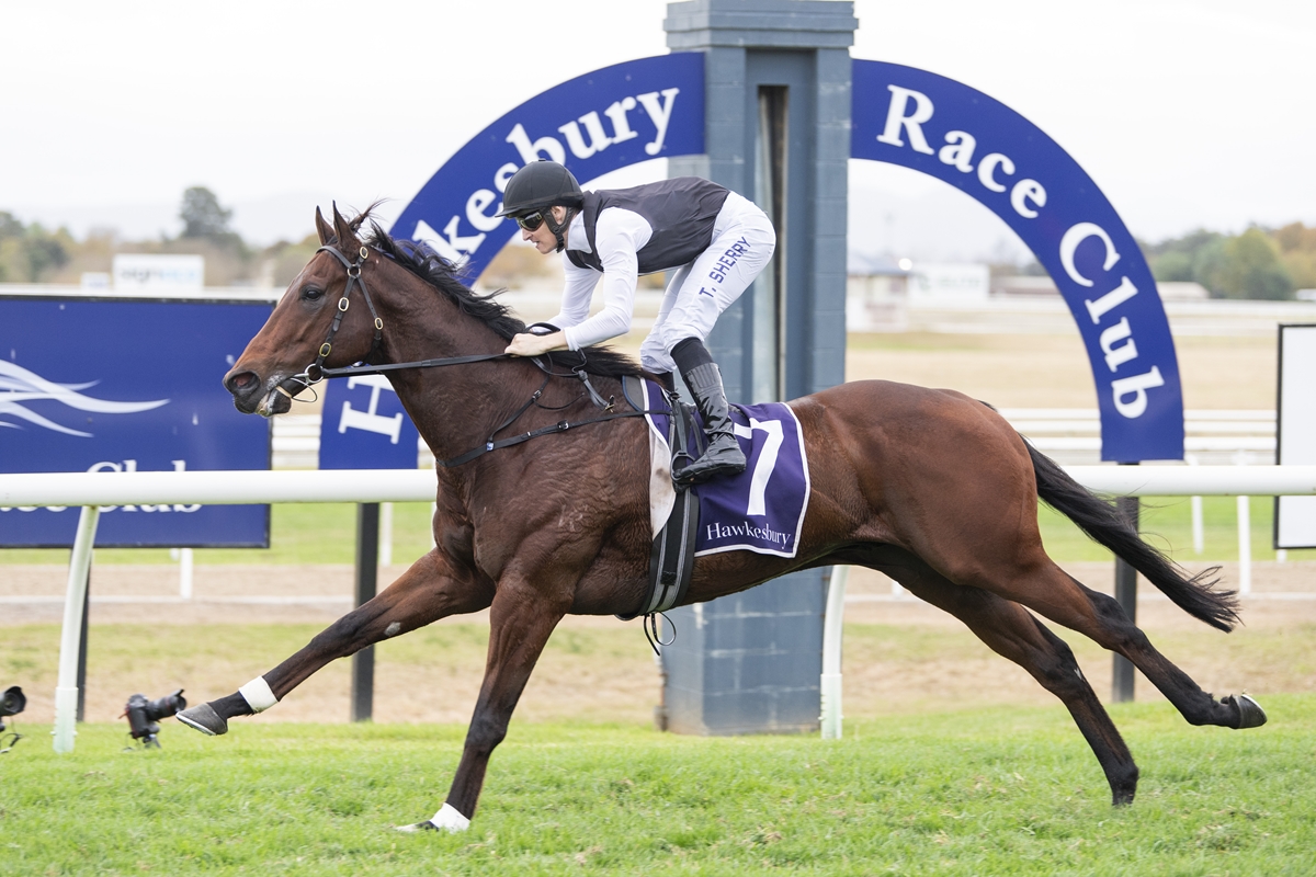 Jockey in white and black silks rides a brown horse with a purple saddle cloth labeled 7 at Hawkesbury Race Club, mid-gallop on a grass track.