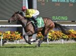 Jockey in yellow silks rides a brown racehorse with a green number-7 saddlecloth on a grassy track, galloping near the inside rail with a scoreboard in the background.