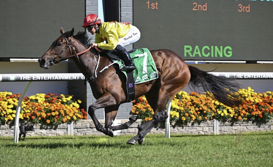 Jockey in yellow silks rides a brown racehorse with a green number-7 saddlecloth on a grassy track, galloping near the inside rail with a scoreboard in the background.