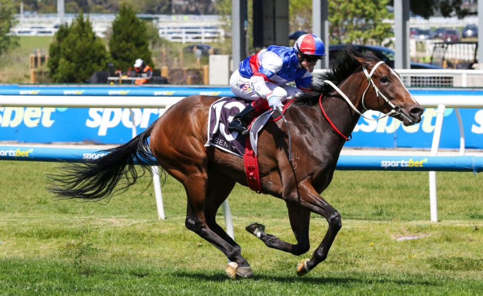 Jockey in blue, red, and white silks rides a brown horse at a racecourse, galloping on green turf beside blue rails with signage.