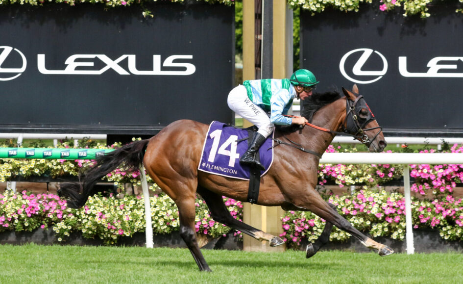 Horse racing action: jockey in green helmet riding a brown horse with purple number 14 saddle cloth at Flemington, colorful floral backdrop.