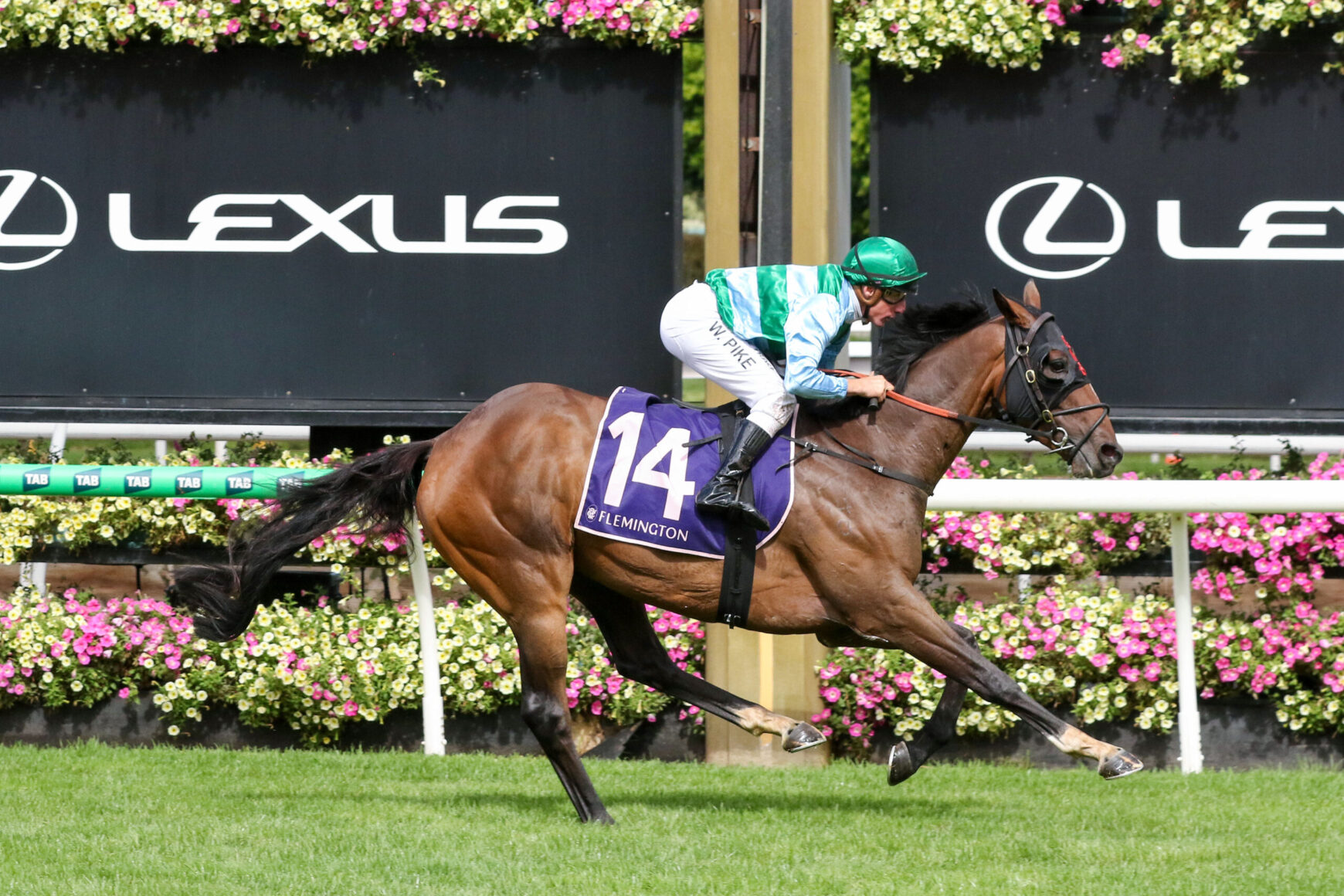 Horse racing action: jockey in green helmet riding a brown horse with purple number 14 saddle cloth at Flemington, colorful floral backdrop.