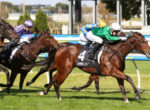 Horse race in progress on a sunny turf track; close pack of galloping horses and jockeys in green, purple, and blue silks, with number 4 saddlecloth visible on the front horse.