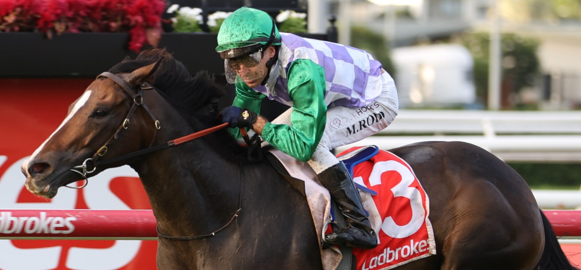 Jockey in green helmet and purple-white checkered silks riding a dark horse mid-jump over a hurdle, Ladbrokes saddlecloth visible on the horse's side.