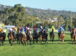 Group of thoroughbreds with jockeys in colorful silks race down a grassy track, yellow markers visible in the background.